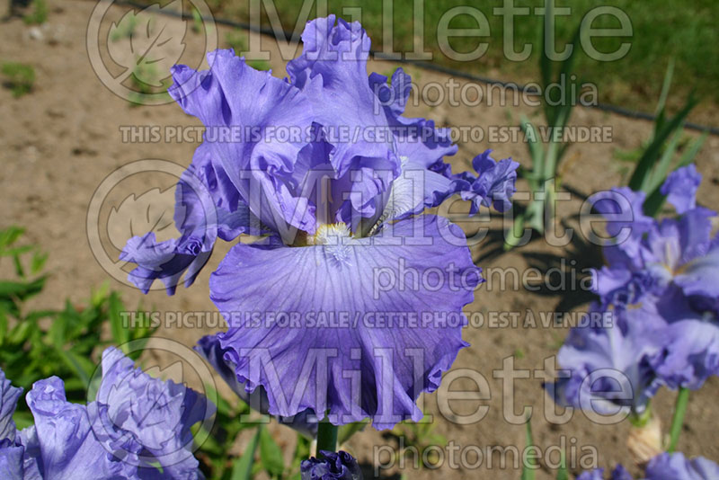 Iris Royal Elegance (Iris germanica, Tall Bearded) 1 