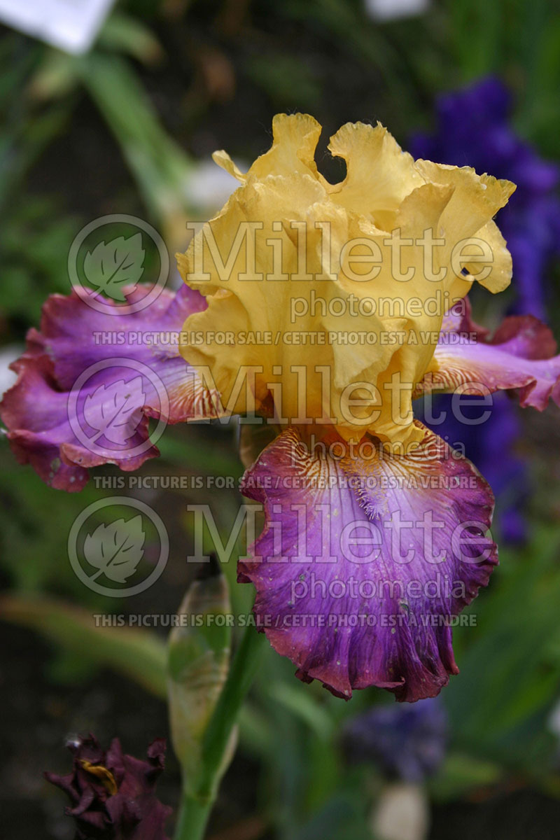 Iris Royal Slave (Iris germanica, Tall Bearded) 1