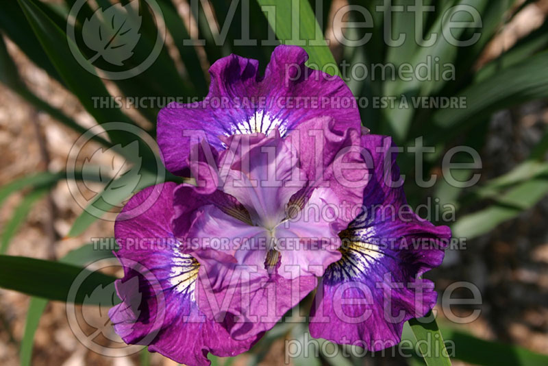 Iris Ruffles and Flourishes (Iris germanica, Tall Bearded) 1