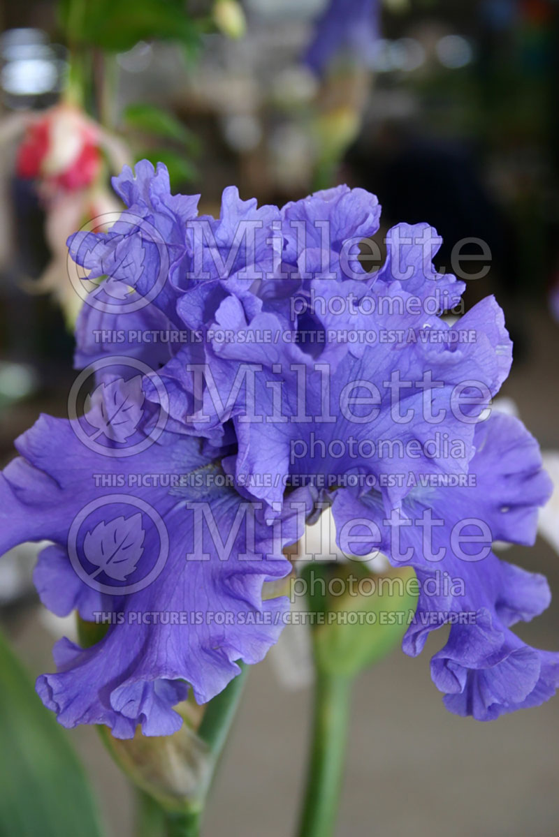 Iris Sea Power (Iris germanica, Tall Bearded)  1