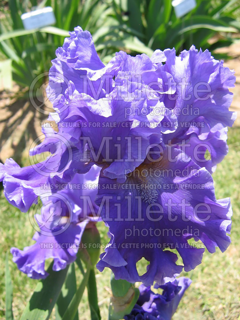 Iris Sea Power (Iris germanica, Tall Bearded)  3