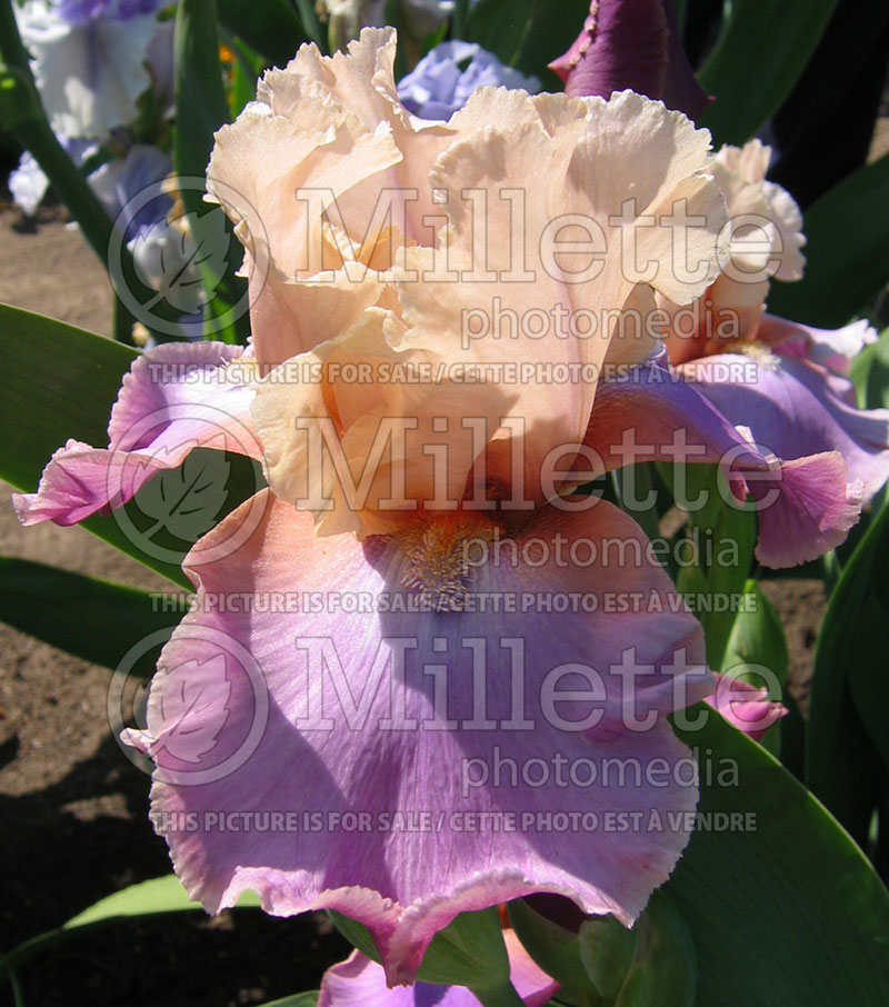 Iris Sentimental Rose (Iris germanica, tall bearded) 1 