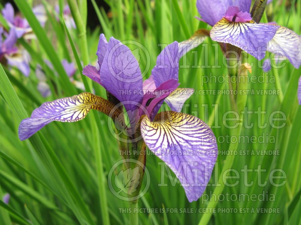 Iris Shaker's Prayer (Iris sibirica) 6
