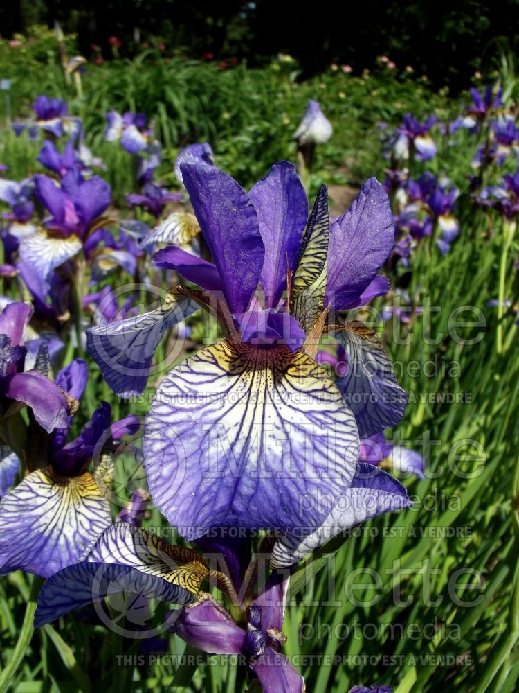 Iris Shaker's Prayer (Iris sibirica) 1