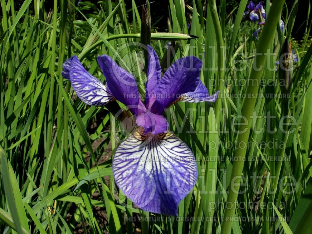 Iris Shaker's Prayer (Iris sibirica) 2