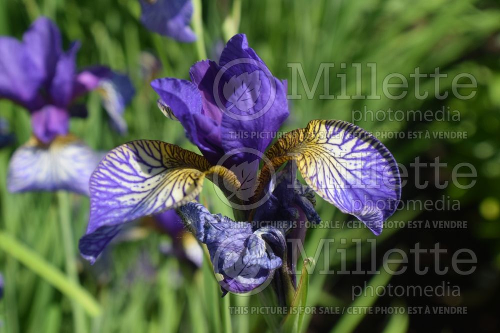 Iris Shaker's Prayer (Iris sibirica) 3
