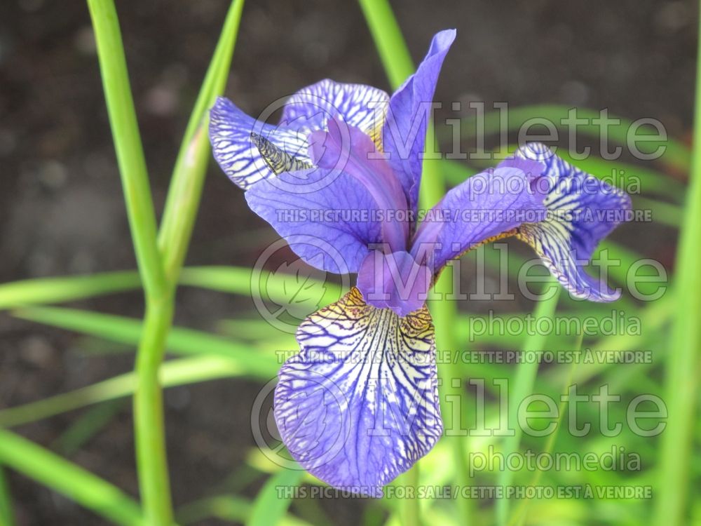 Iris Shaker's Prayer (Iris sibirica) 8