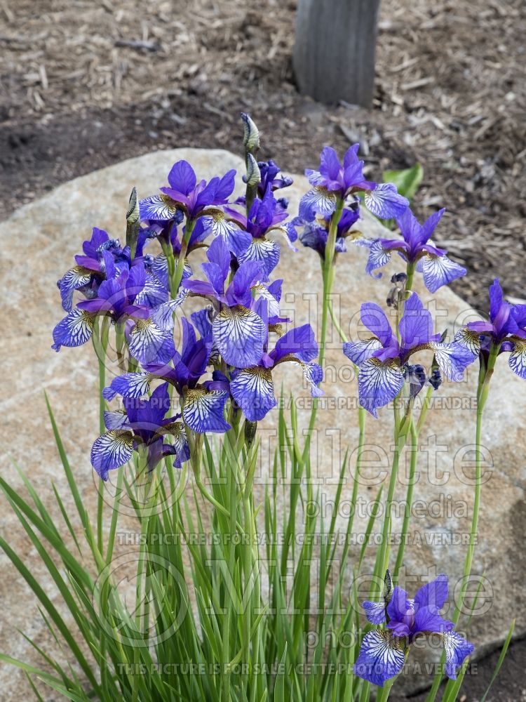 Iris Shaker's Prayer (Iris sibirica) 4
