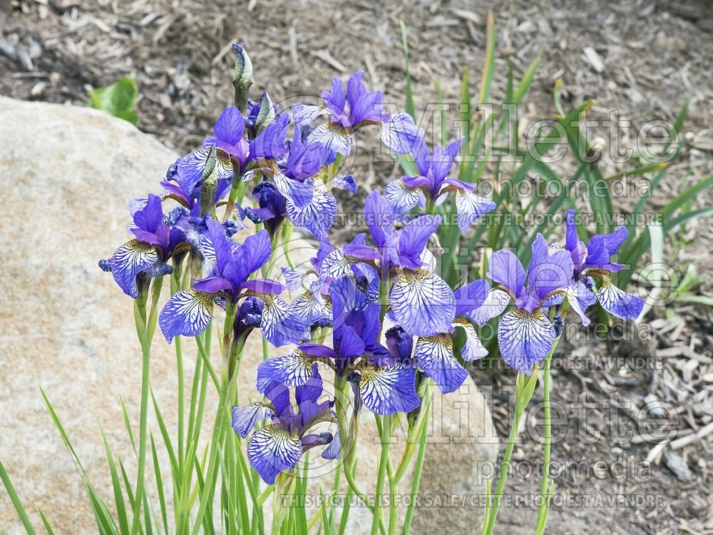Iris Shaker's Prayer (Iris sibirica) 5