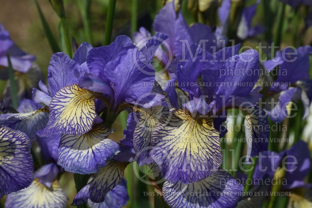 Iris Banish Misfortune (Siberian Iris) 1 