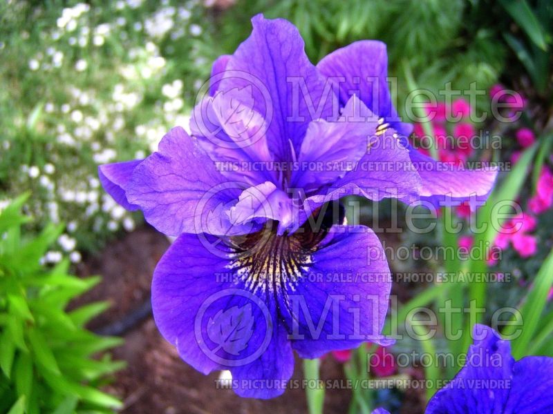 Iris Blue King (Iris Siberian) 1 