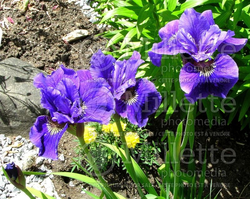 Iris Blue King (Iris Siberian) 2 