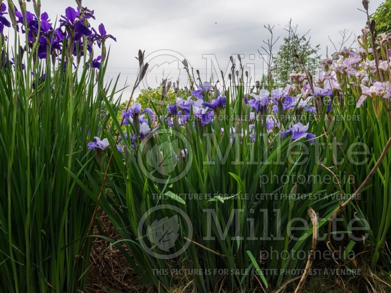 Iris Blue on Blue (Iris Siberian) 1