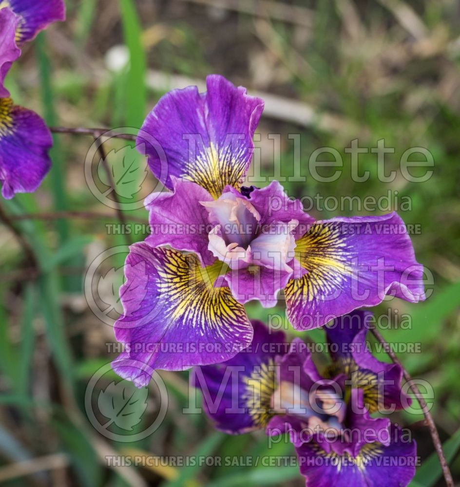 Iris Charming Billy (Iris Siberian) 1