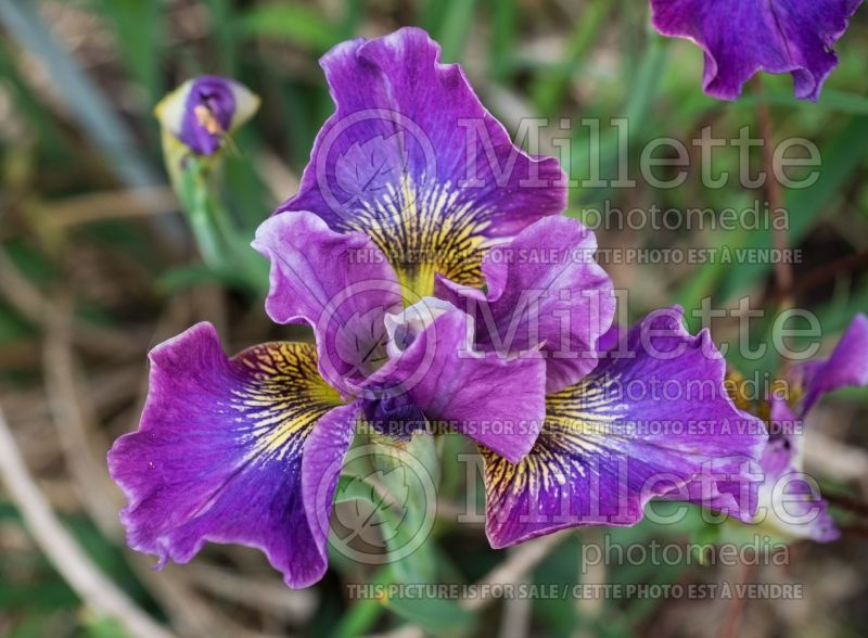 Iris Charming Billy (Iris Siberian) 3