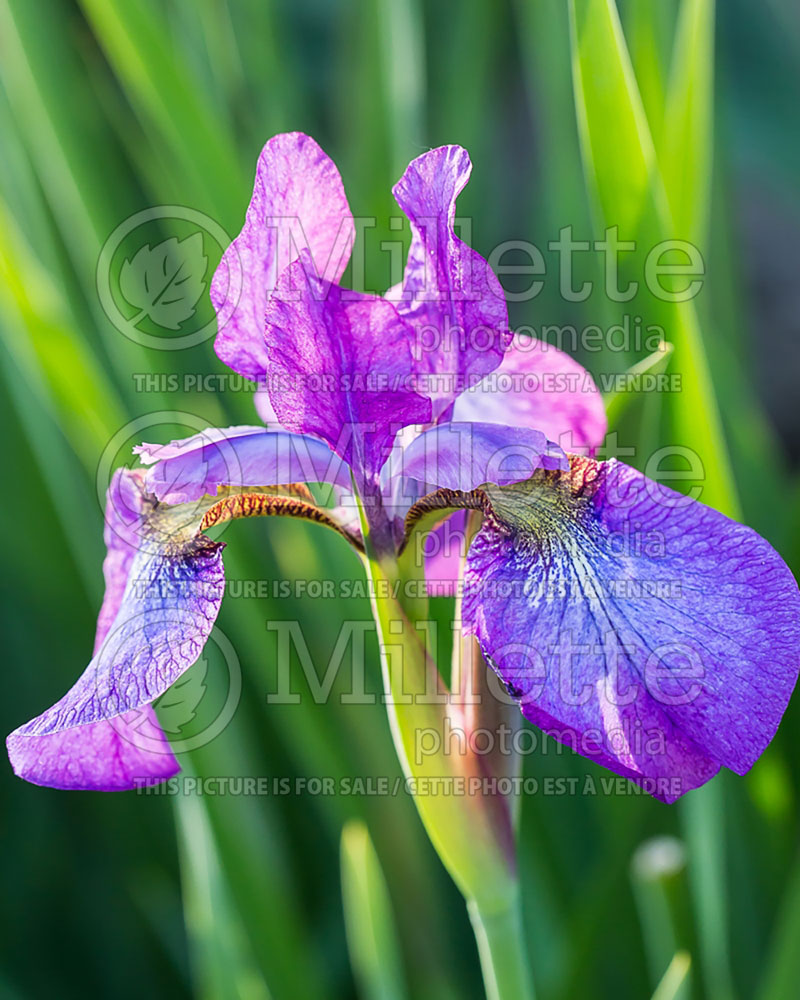 Iris Chilled Wine (Iris Siberian) 2 