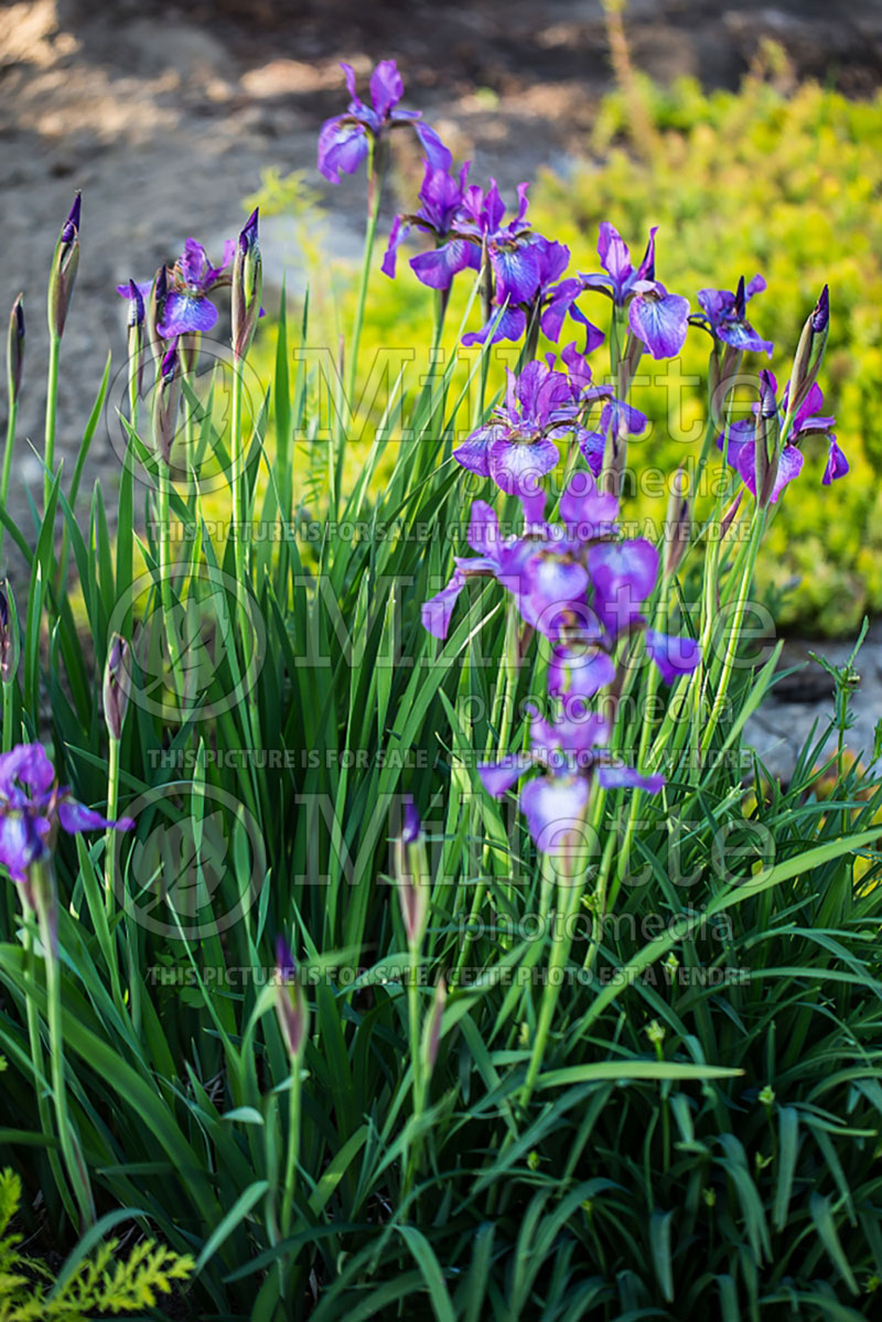 Iris Chilled Wine (Iris Siberian) 3 