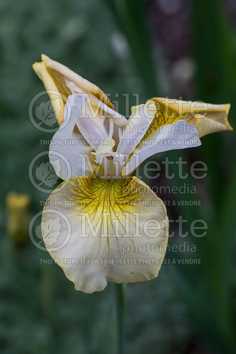 Iris Creme Caramel (Iris Siberian) 1