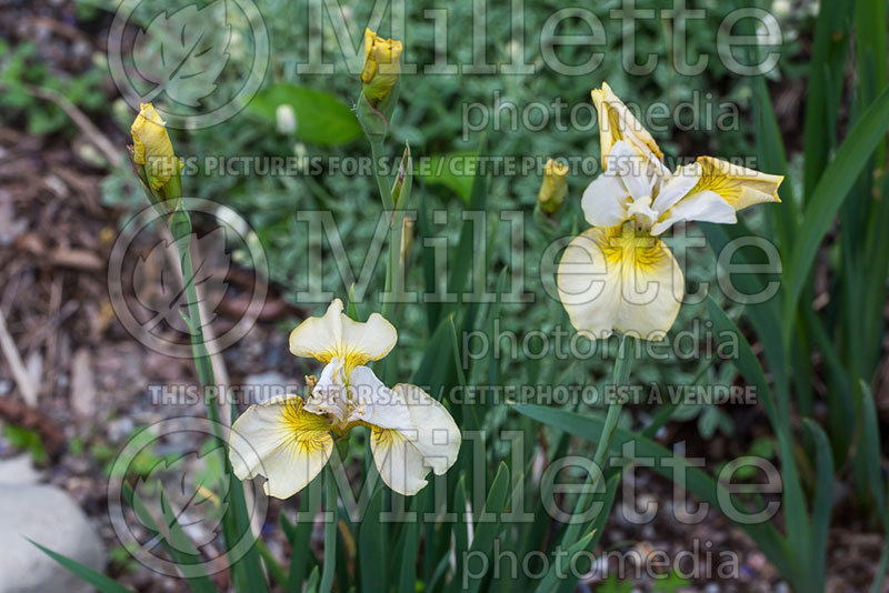 Iris Creme Caramel (Iris Siberian) 2