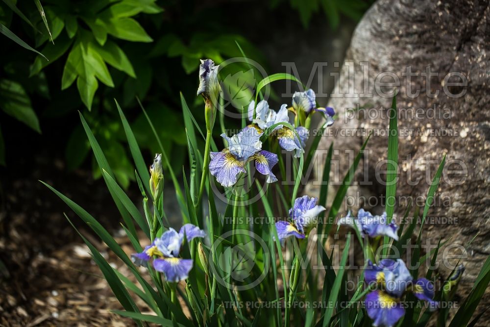 Iris Echo the Wind (Iris Siberian) 3 