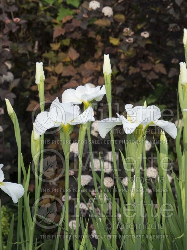 Iris Gull's Wing (Iris Siberian) 7