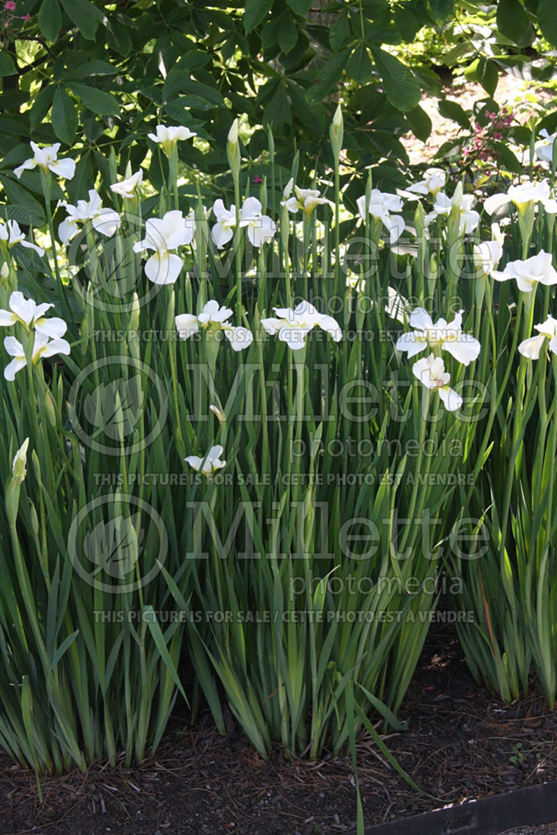 Iris Gull's Wing (Iris Siberian) 5