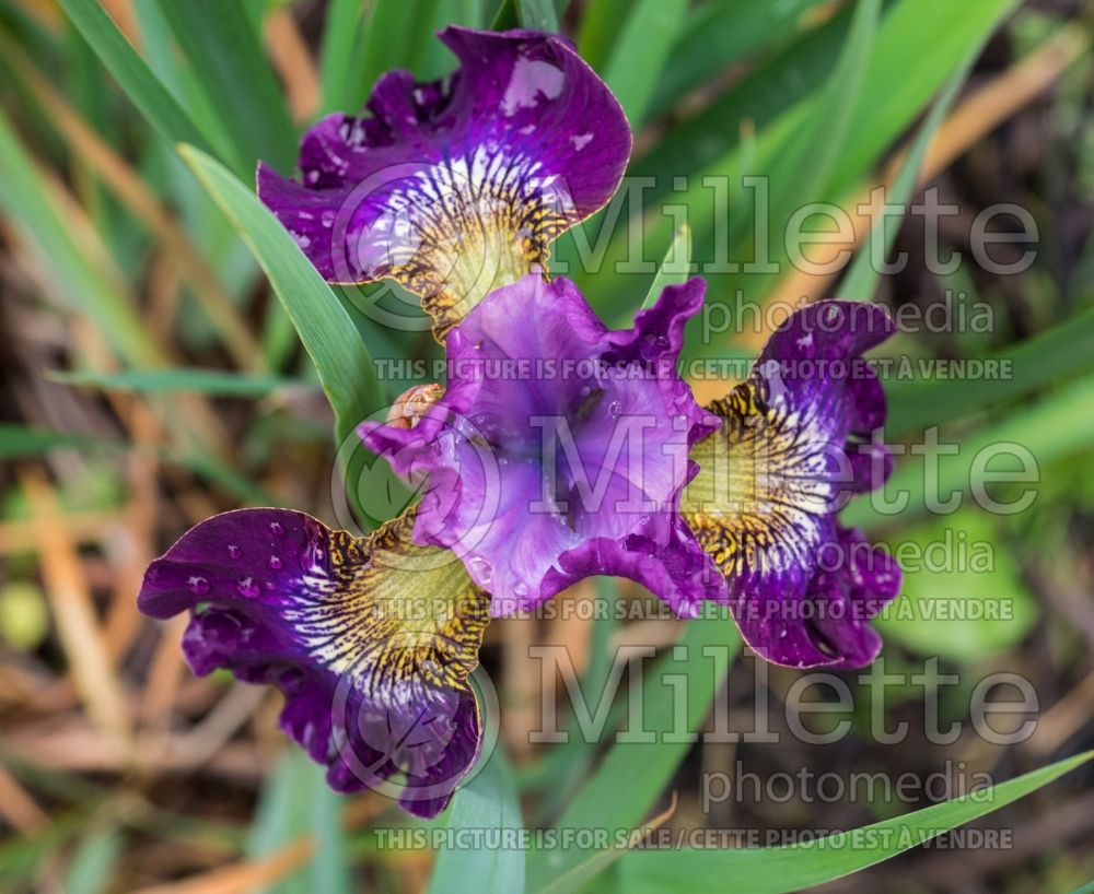 Iris Handsome Harry (Iris Siberian) 1 