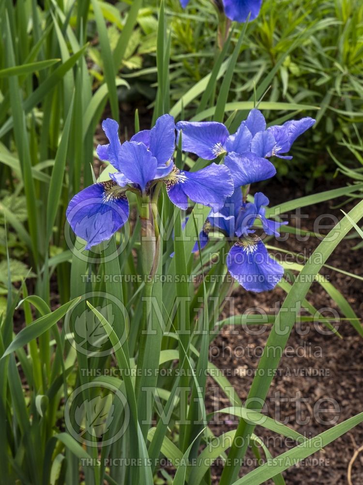 Iris Orville Fay (Siberian Iris) 1 