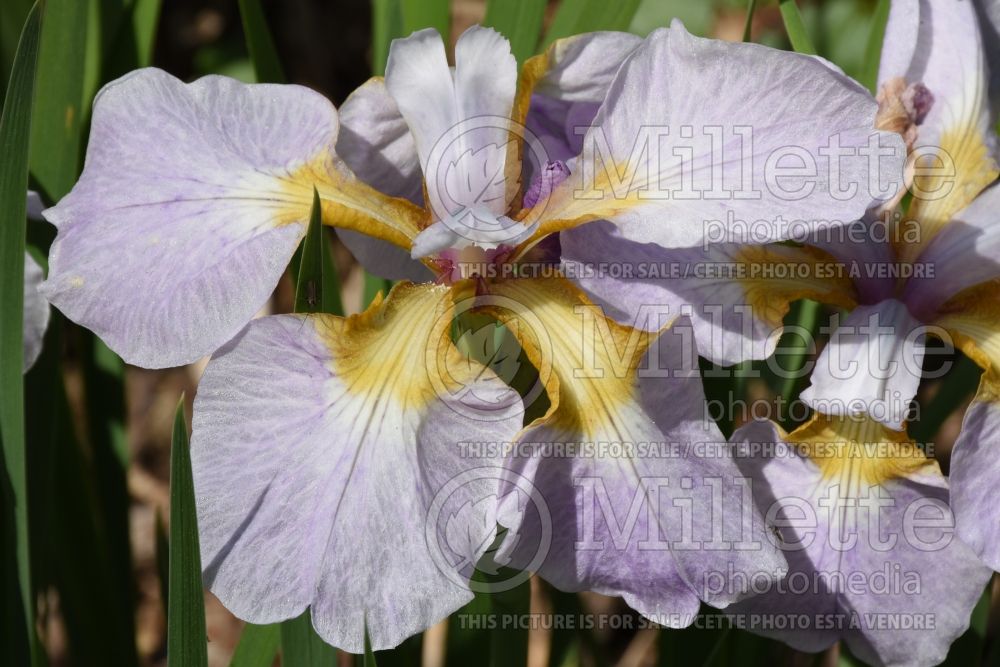 Iris Roanoke’s Choice (Iris sibirica) 1 