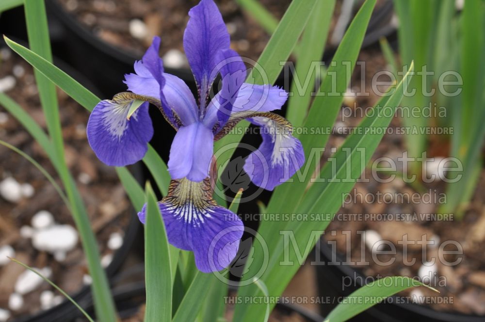 Iris Ruffled Velvet (Iris Siberian) 1 