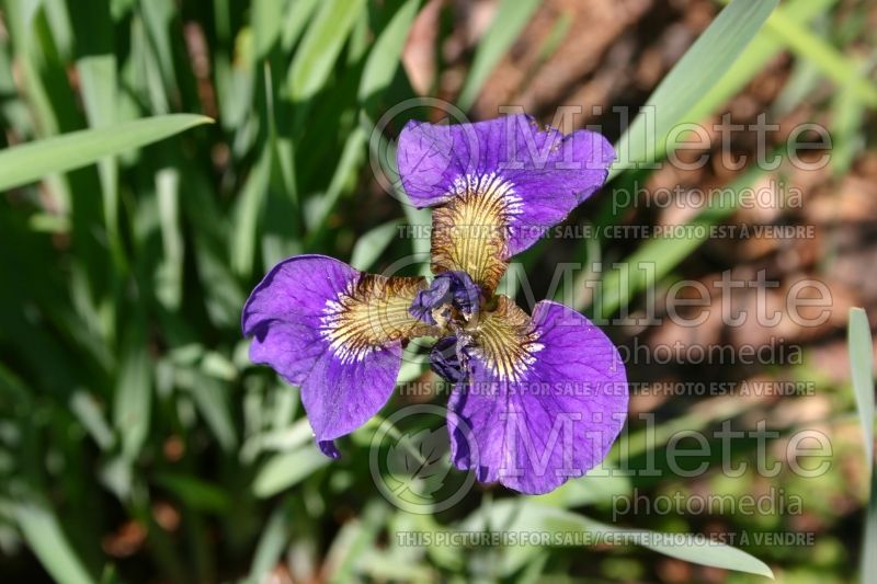 Iris Ruffled Velvet (Iris Siberian) 2 