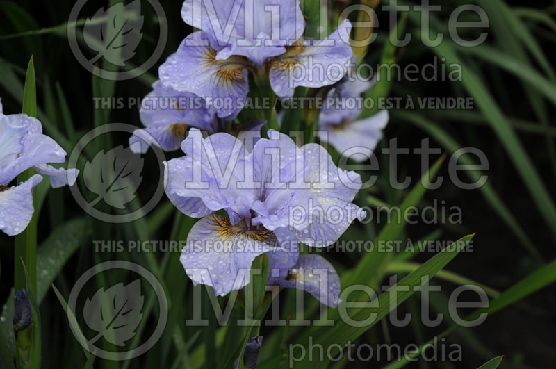 Iris Sea of Dreams (Iris Siberian) 1