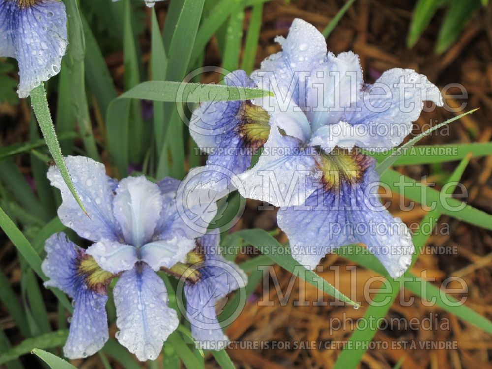 Iris Super Ego (Iris Siberian) 1