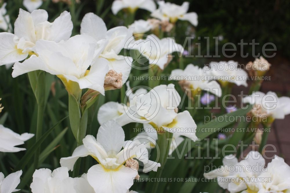 Iris White Swirl (Iris Siberian) 1 