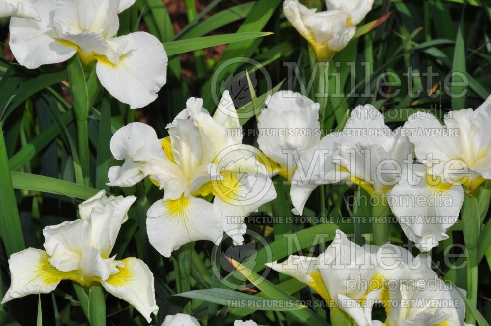 Iris White Swirl (Iris Siberian) 5 