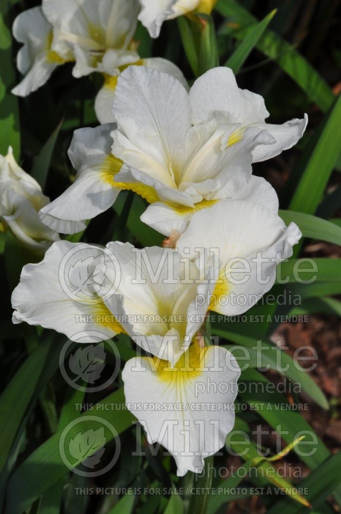 Iris White Swirl (Iris Siberian) 6 