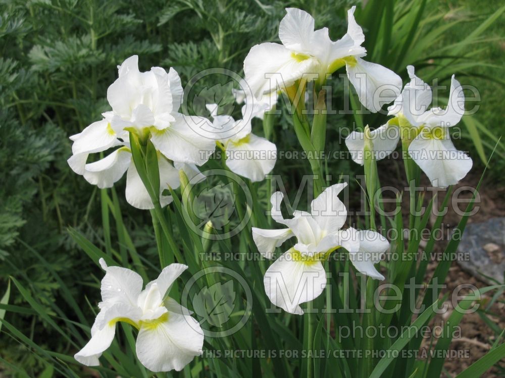 Iris White Swirl (Iris Siberian) 2 