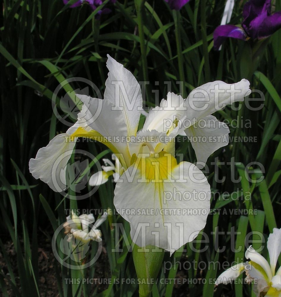 Iris White Swirl (Iris Siberian) 3 