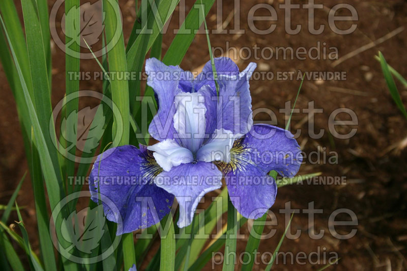 Iris Wizardry (Iris Siberian) 1