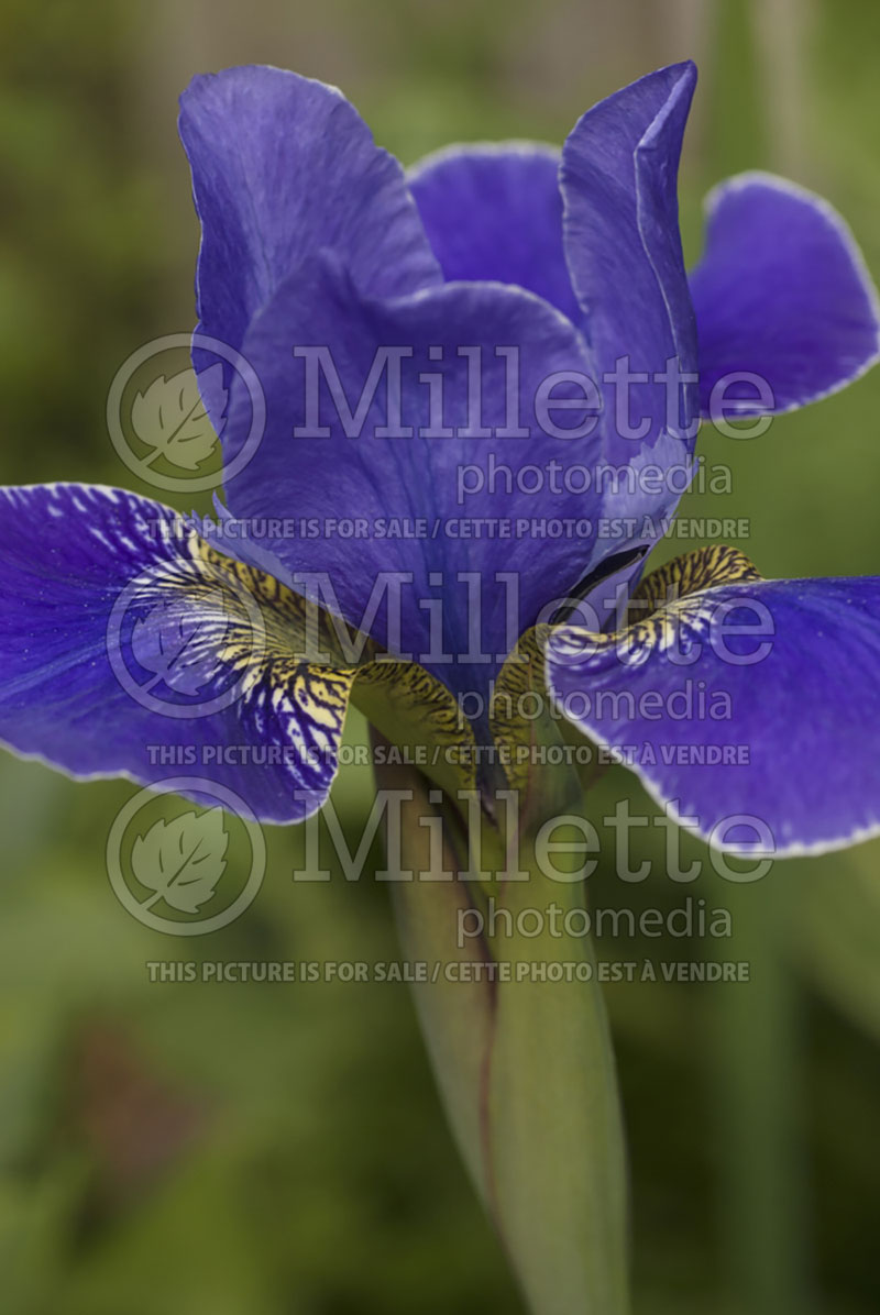 Iris Silver Edge (Iris sibirica) 2   