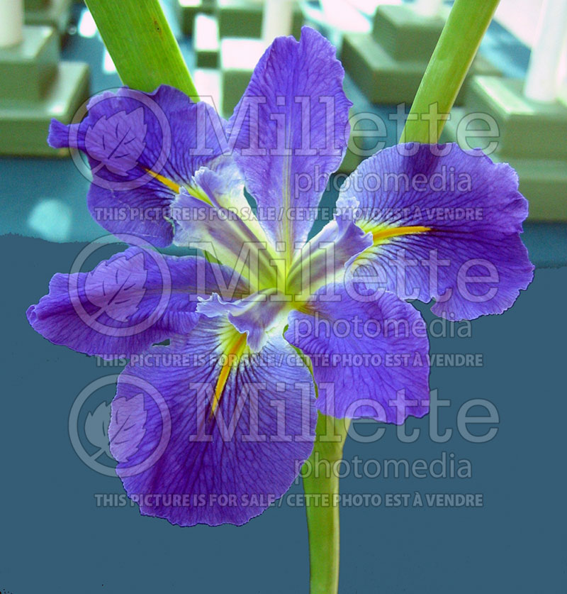 Iris Sinfonietta (Iris Louisiana) 1 