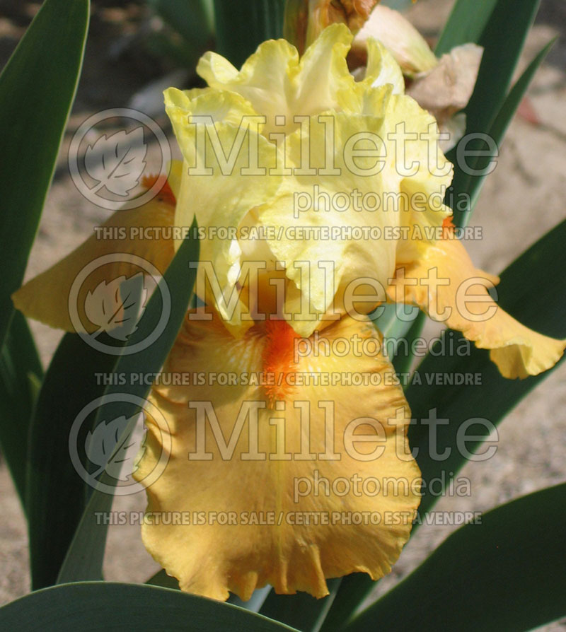 Iris Spiced Custard (Iris germanica, Tall Bearded) 1