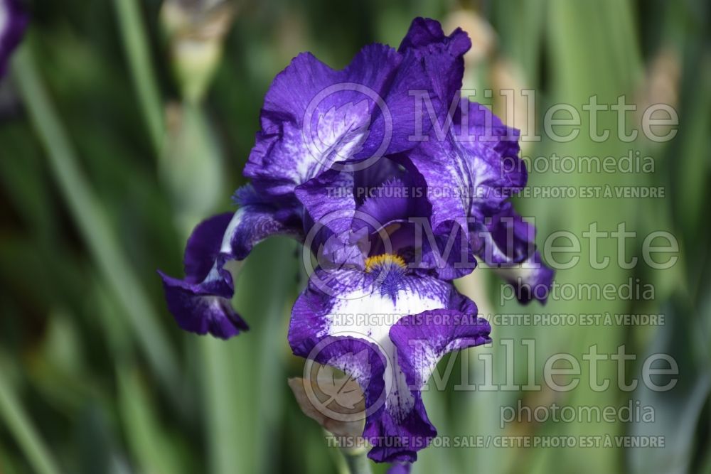 Iris Stepping Out (Iris germanica) 1 