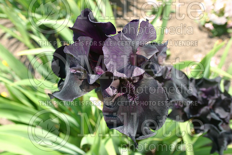 Iris Study In Black (Iris germanica, Tall Bearded) 1