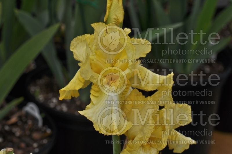 Iris Summer Olympics (Iris germanica bearded) 1 