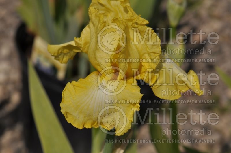 Iris Summer Olympics (Iris germanica bearded) 2 