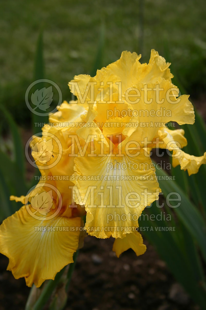 Iris Sunday Sunshine (Iris germanica, tall bearded) 1  