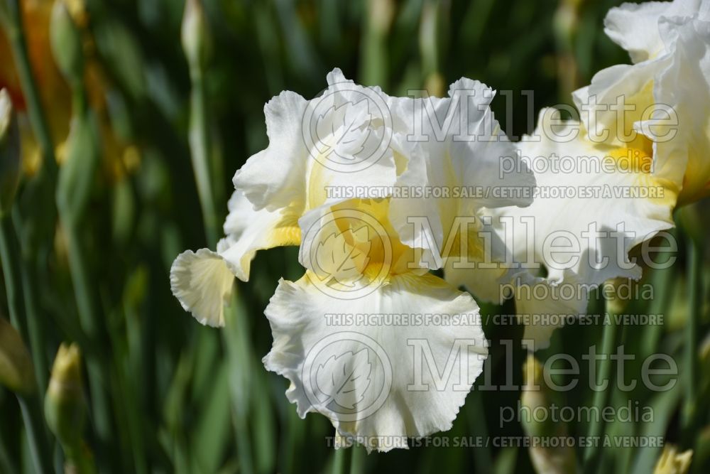 Iris Sun King (Iris germanica) 1 