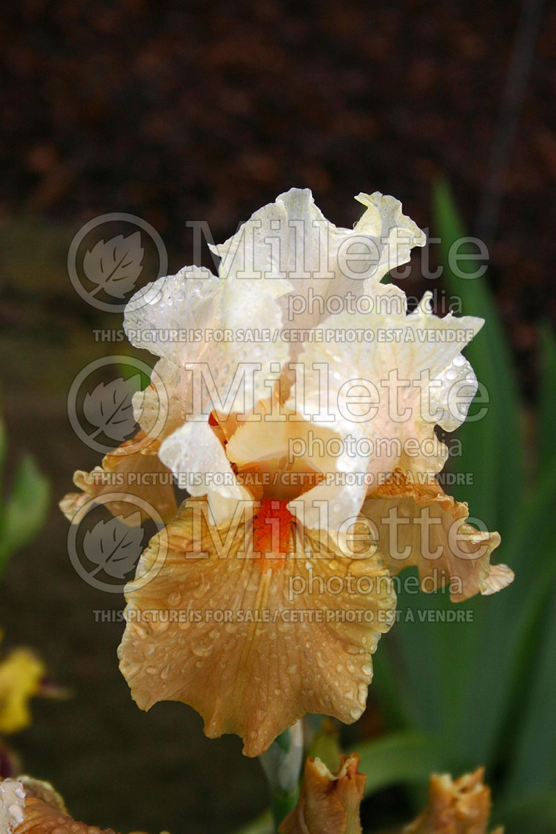 Iris Sweet Ambrosia (Iris germanica, tall bearded) 1