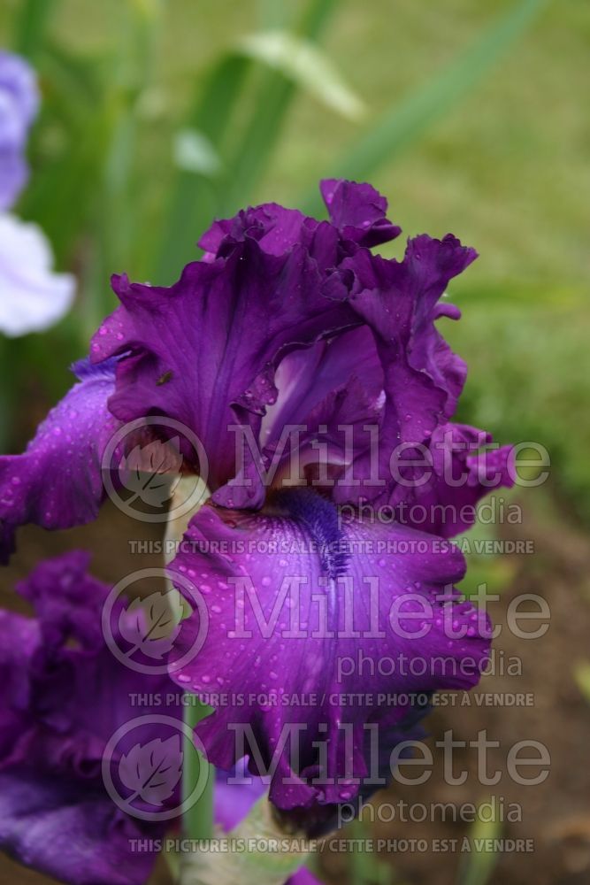 Iris Swingtown (Iris germanica bearded) 1 